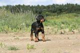 DOBERMANN 724